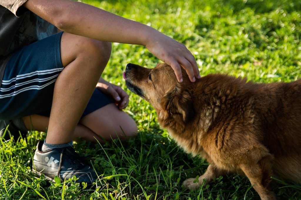 petting dog